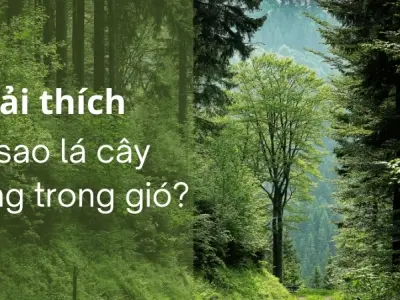Vì sao lá cây rung trong gió? Toàn bộ về khí động học được giải thích cặn kẽ