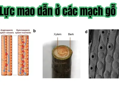 Vì sao cây hút nước qua rễ? Tìm hiểu chu trình nước