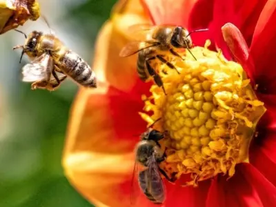 Sắc tố trong cánh hoa hoạt động thế nào? Vì sao hoa có màu sắc rực rỡ