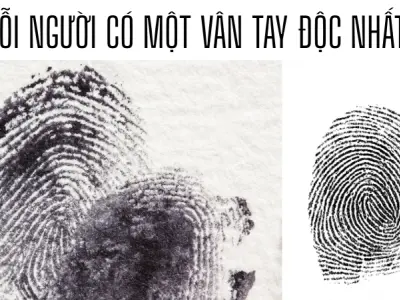 Vì sao chúng ta có dấu vân tay? Vai trò trong việc tăng độ bám