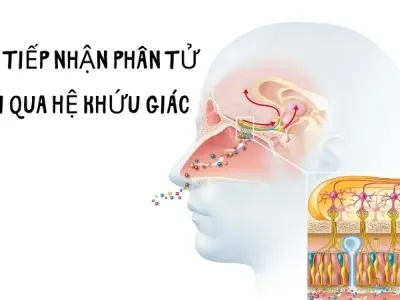 Vì sao chúng ta ngửi được mùi? Hoạt động của khứu giác