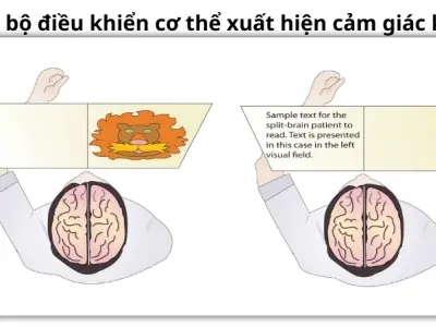 Mất nước ảnh hưởng đến cơ thể không? Vì sao chúng ta khát