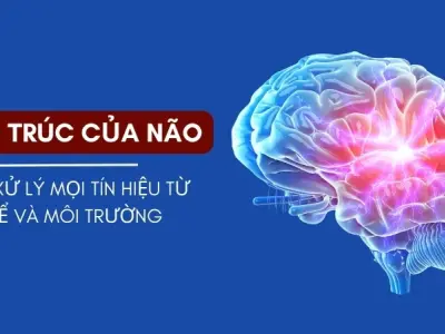 Vì sao chúng ta có não? Trung tâm điều khiển tối cao nhất của cơ thể