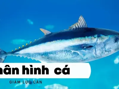 Cá sử dụng vây và đuôi ra sao? Cơ chế vì sao cá bơi được