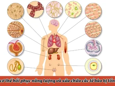 Vì sao chúng ta ngủ? Các giai đoạn của giấc ngủ