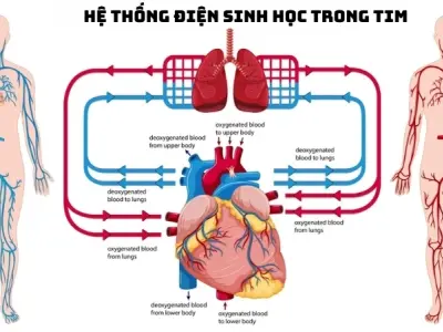 Vì sao tim đập liên tục? Bí ẩn sự sống trong cơ thể người