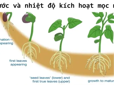 Vì sao hạt mọc thành cây? Điều kiện để hạt nảy mầm