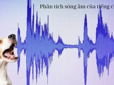 Vì sao chó sủa? Khám phá ngôn ngữ giao tiếp độc đáo của chó