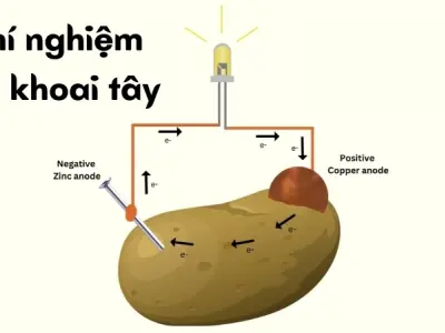 Vì sao pin khoai tây tạo điện - Phản ứng giữa kim loại