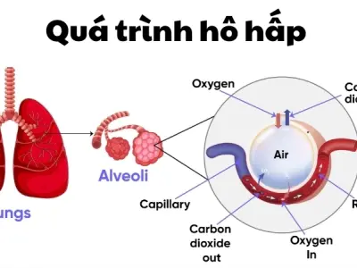 Vì sao con người cần thở? Vai trò của oxy trong hoạt động sống của tế bào