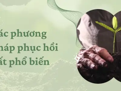 Các phương pháp phục hồi đất phổ biến và bền vững hiện nay