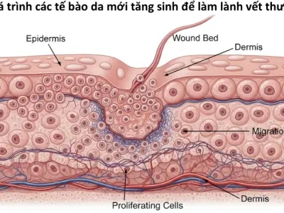 Vì sao chúng ta có thể bị trầy da khi va quệt?
