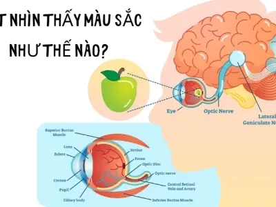 Vì sao chúng ta có thể thấy màu sắc? Não bộ xử lý ánh sáng