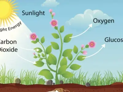 Vì sao lá cây có màu xanh? Khám phá vai trò của chlorophyll