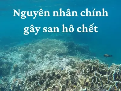 Nguyên nhân san hô chết và tác động tới hệ sinh thái biển