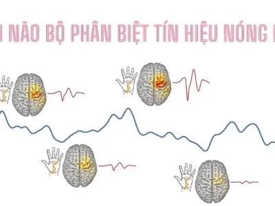 Vì sao ta cảm nhận được nóng lạnh? Hệ thống cảm biến dưới da