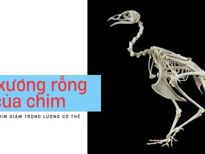 Vì sao chim bay được? Hé lộ 3 bí mật khí động học