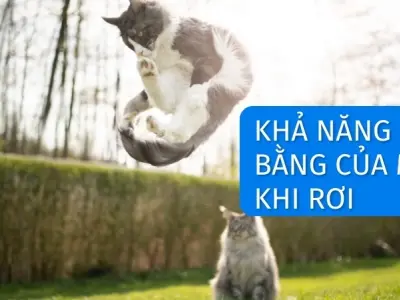 Vì sao mèo luôn đáp xuống bằng - Phản xạ chỉnh thể