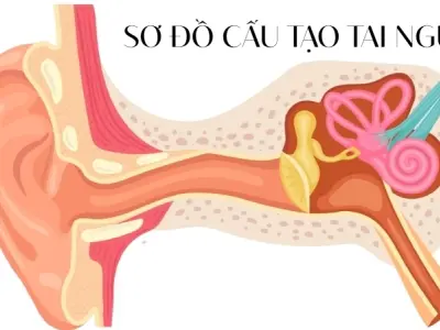Vì sao chúng ta nghe được âm thanh? Cách tai xử lý sóng âm