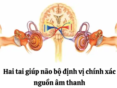 Vì sao chúng ta có hai tai? Khả năng định vị âm thanh trong không gian của tai