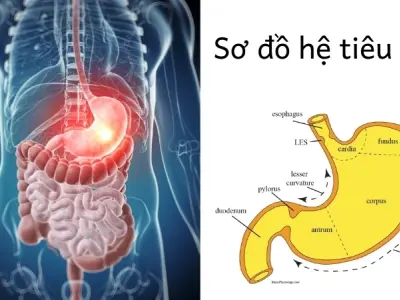 Vì sao chúng ta có dạ dày? Quá trình co bóp và tiêu hóa