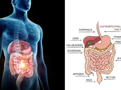 Vì sao chúng ta có ruột? Hệ vi sinh vật trong ruột