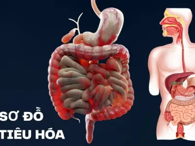 Vì sao chúng ta bị tiêu chảy? Cơ chế bảo vệ ruột