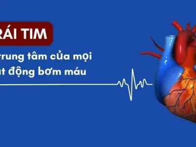 Vì sao chúng ta có trái tim? Cấu tạo hệ tuần hoàn