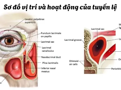 Vì sao chúng ta khóc? Phân biệt các loại nước mắt