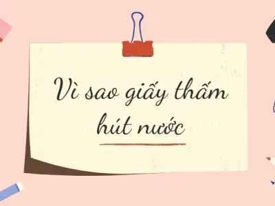 Vì sao giấy thấm hút nước? Cấu trúc sợi xenlulozo
