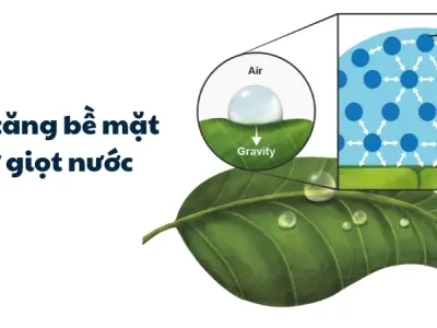 Vì sao nước giữ giọt trên lá? Sức căng bề mặt