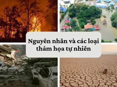 Hiện tượng thảm họa tự nhiên và giải pháp giảm thiểu rủi ro