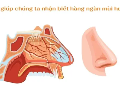 Vì sao chúng ta có thể ngửi? Chức năng làm sạch của mũi