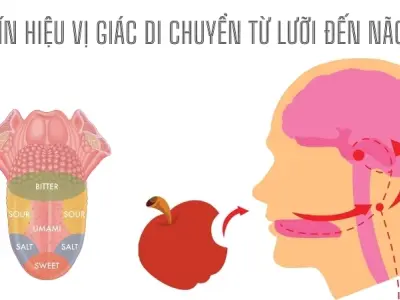 Vì sao chúng ta nếm được vị? 5 vị giác cơ bản
