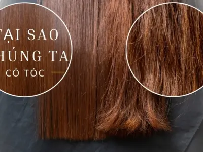 Vì sao chúng ta có tóc? Lợi ích tóc với cơ thể