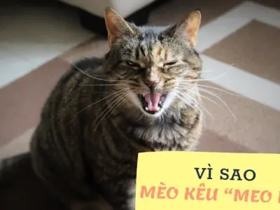 Vì sao mèo kêu meo meo? Khám phá ngôn ngữ bí mật của mèo
