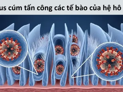 Vì sao chúng ta có thể bị cảm cúm? Vòng đời của virus cúm