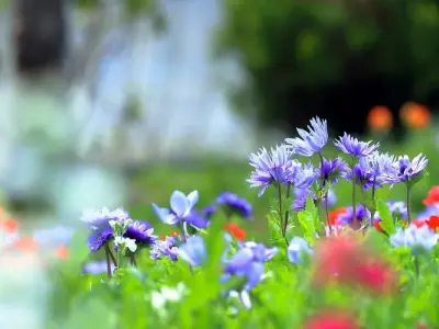 Ảnh phong cảnh vườn hoa gợi cảm giác bình yên và lãng mạn