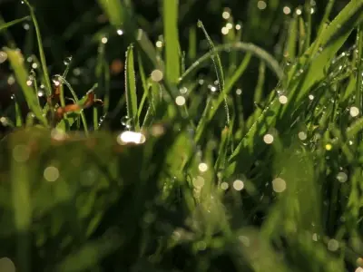 Ngắm nhìn ảnh giọt sương trong veo trên hoa cỏ mỗi sớm mai