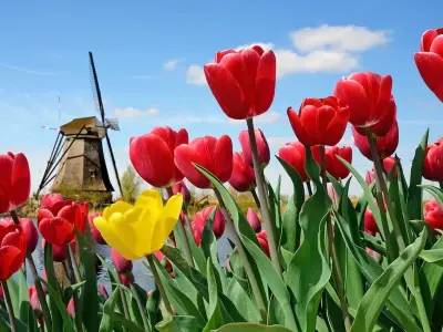 Phong cảnh hoa tulip tuyệt đẹp khiến ai cũng mê mẩn