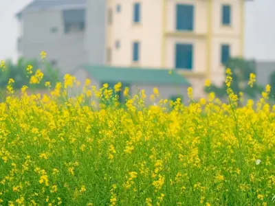 Khám phá vẻ đẹp phong cảnh mùa hoa cải vàng miền núi