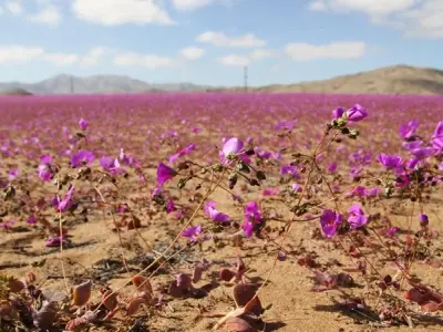 Ảnh sa mạc Atacama đẹp như tranh vẽ với địa hình độc đáo