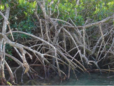 Blue Carbon: Nguồn Tài Nguyên Quý Giá Giúp Giảm Phát Thải Và Phục Hồi Hệ Sinh Thái