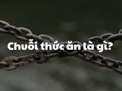 Chuỗi thức ăn là gì? Khám phá hành trình năng lượng trong hệ sinh thái