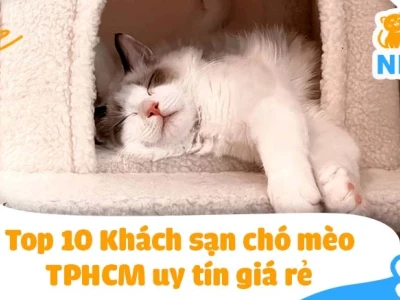 Dịch vụ khách sạn cho chó chuyên nghiệp và bảng giá chi tiết năm 2026