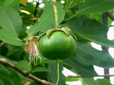 Khám phá Cây Bần Ổi: Đặc điểm, Công dụng và Cách trồng hiệu quả