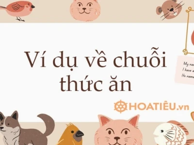 Khám Phá Chuỗi Thức Ăn: Từ Sinh Vật Tự Dưỡng Đến Sinh Vật Phân Giải