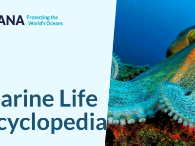 Khám Phá Thế Giới Sinh Vật Biển (Marine Life): Đa Dạng, Kỳ Thú Và Quan Trọng