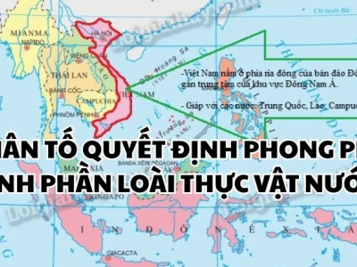 Nhân tố nào quyết định sự phong phú loài của thực vật Việt Nam