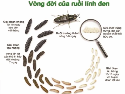 Ruồi lính đen: Hướng dẫn toàn diện về loài côn trùng tiềm năng